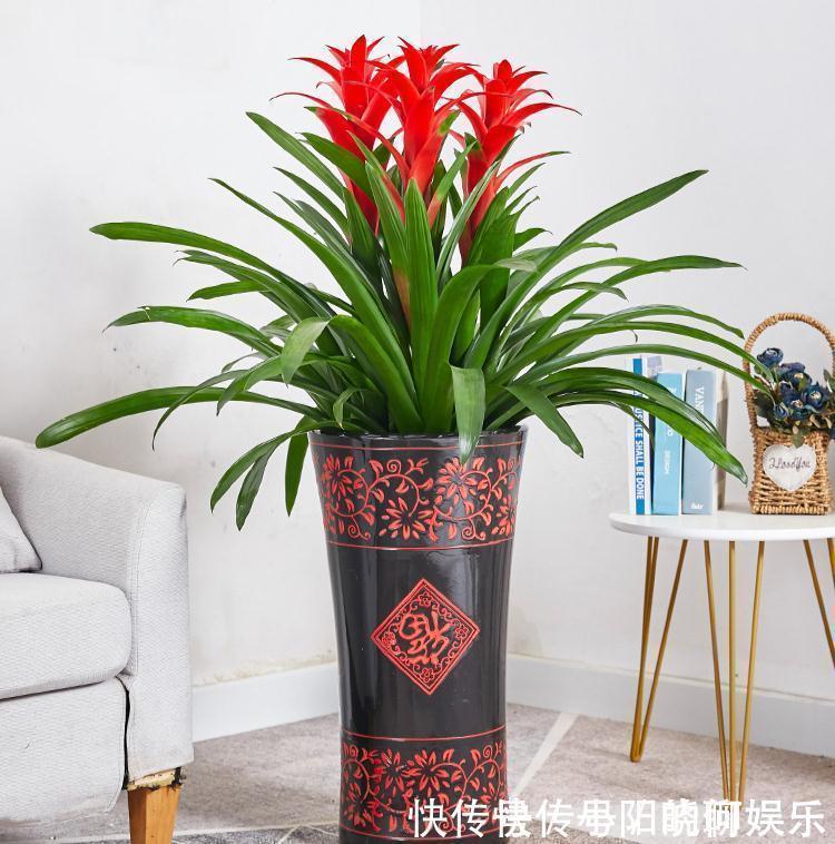 6种漂亮花,都有“好寓意”,喜欢的话养一盆,吉祥又大气