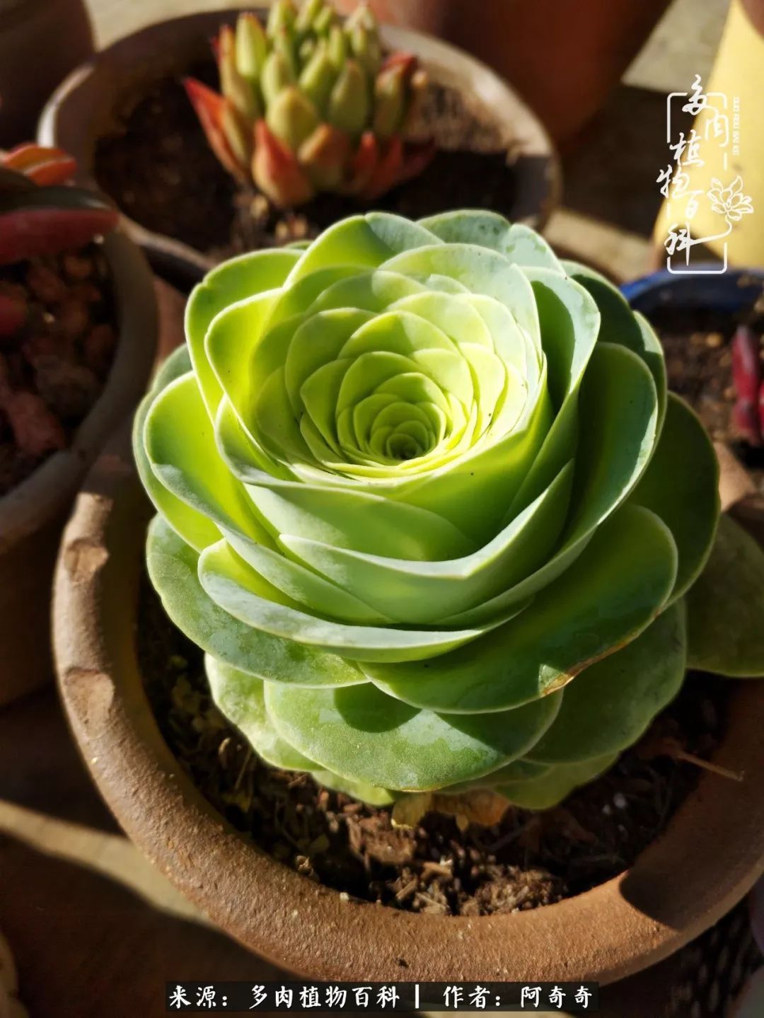 静心养多肉,只是为了在成人的世界里随波不逐流!