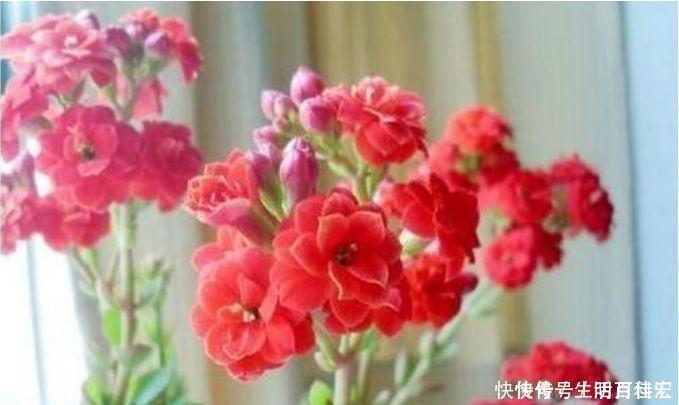 种花|人养花，花也养人，家养4种花，比牡丹好看，比吊兰好养