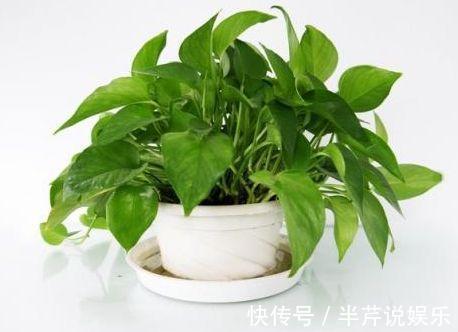 周胖子|厨房这种东西千万别扔了,兑醋一浇绿萝疯涨爆盆,比肥料还好使!