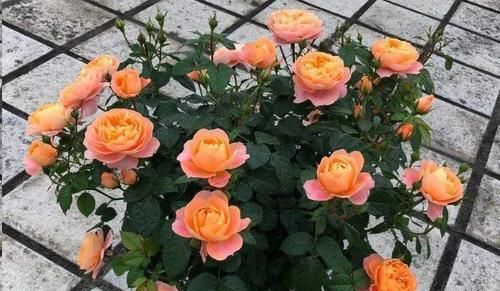  果汁阳台|小白养月季选它，养护简单，四季开花，是阳台盆栽佳品！