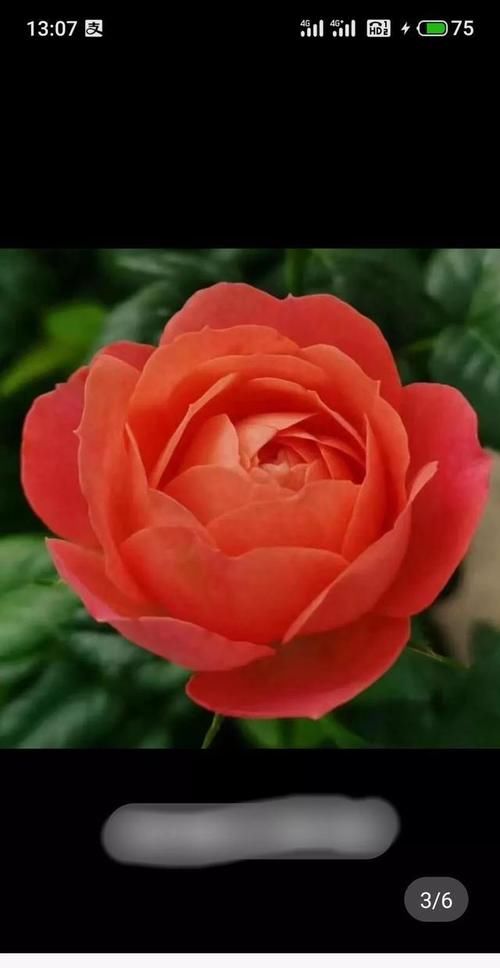 月季果汁阳台有几个颜色的？