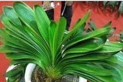 鸡血|君子兰养半年没变化,爷爷只用一勺“它”,像打了鸡血般开花爆盆