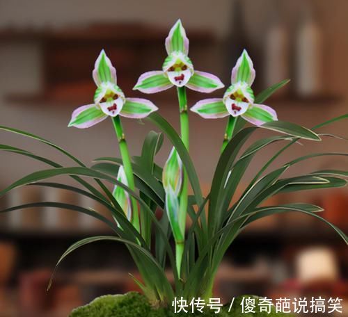 植株|此兰花是矮种“帝王”，花色罕见，叶带金边线艺，曾一苗难求的