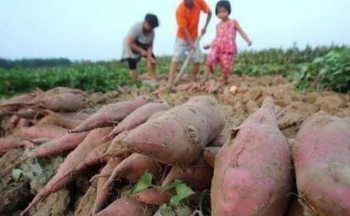 谨记|天冷了,爱吃红薯的人,身体不会差,但切忌与此物同食,要谨记