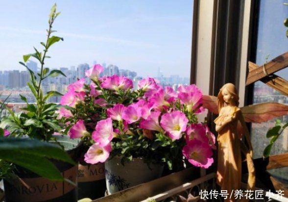封闭阳台里养花，要给花准备“电器”，只有舍得电费，才能养好花