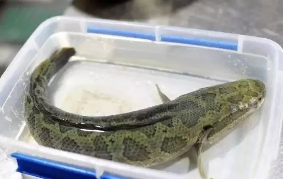 北京烤鸭|这种饵料“专钓黑鱼”,炮制方法简单,方圆20米的黑鱼争相咬钩!