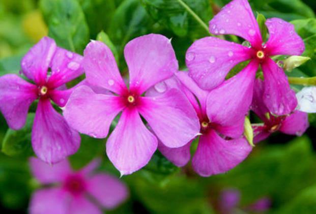 新手养护花卉,就养此花中精品,越晒越旺,给点水直接爆满的花卉