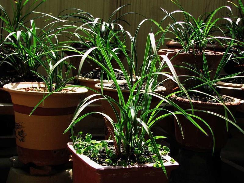 兰花|养兰花,有技巧,4个“基本”不能少,根系健康,花箭窜的高