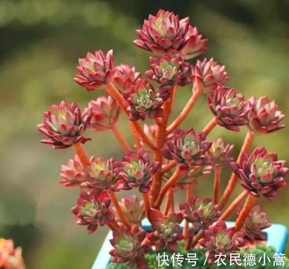 秋冬养多肉，满足4个要点，盆盆妖艳，普货也能养出好状态