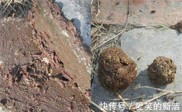 小鱼|野钓昂刺鱼,特效饵料“排行榜”,蚯蚓最常用,但是虾肉适应广