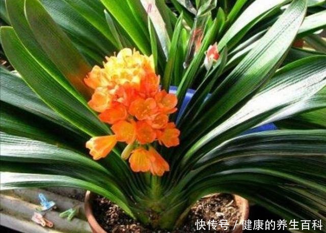 想要君子兰长得快,做好这几个要点,不断长出新叶!