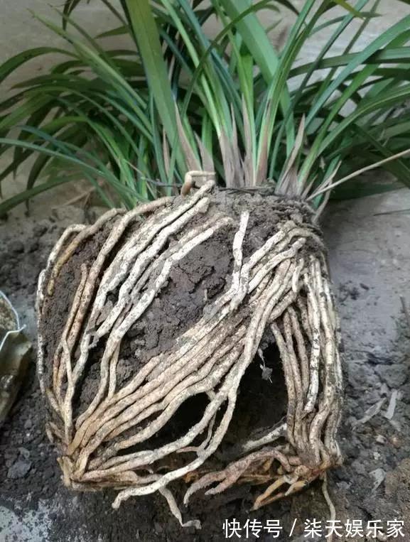4种花爱“吃土”,1年不换盆,盆里全是根不见土,换盆才能长好