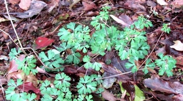 野草|此野草,名为“千年老鼠屎”,请辨认草本,块根840元一斤