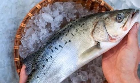 内行人买鲈鱼时,只需认准“这3点”,鱼贩子不敢随便忽悠你!