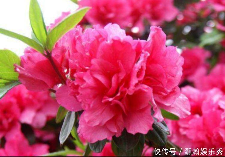 4种花是花中劳模,一年四季开花不断,花大色艳很漂亮,谁养谁爱