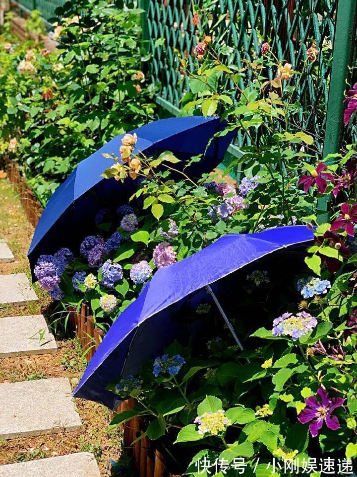 叶片|10种花特怕晒,越晒越黄叶,搬阴凉地儿才能活!