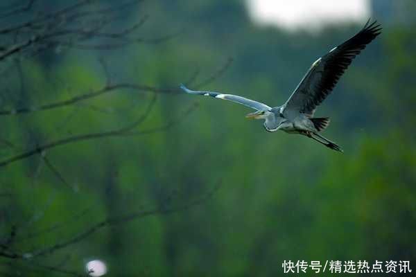 来生态观山湖，看看这里的鸟你都见过吗？