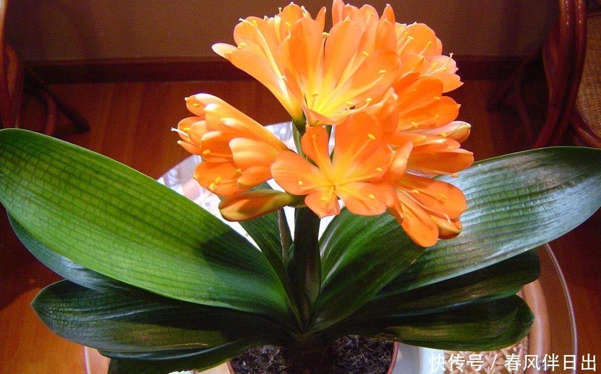 君子兰到了冬季,做到一点,叶子长得快,开花红艳艳