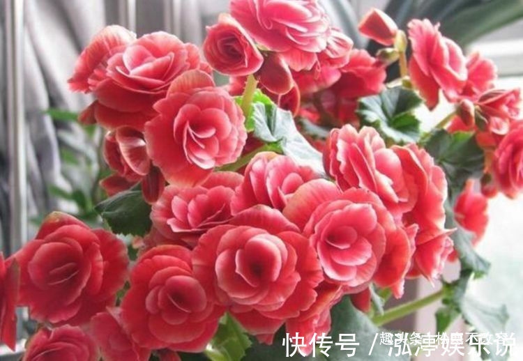 养花试试这几款,净化空气,帮助睡眠,养越多越好!