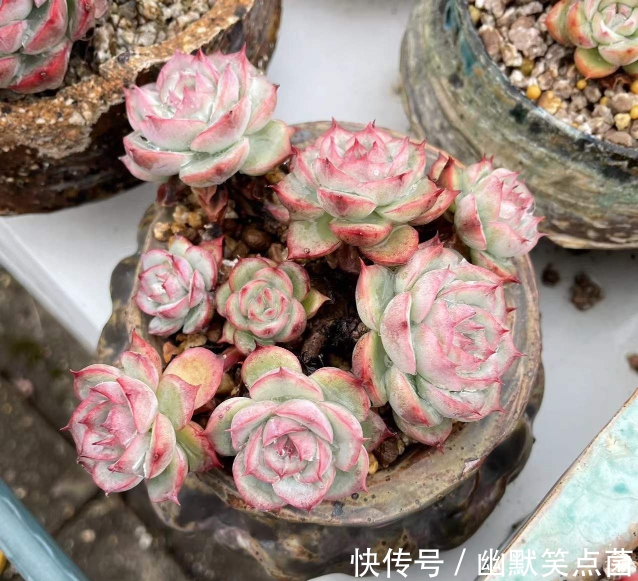 沐寒揽风,看几盆红绿肥瘦,等一春灿烂盛景