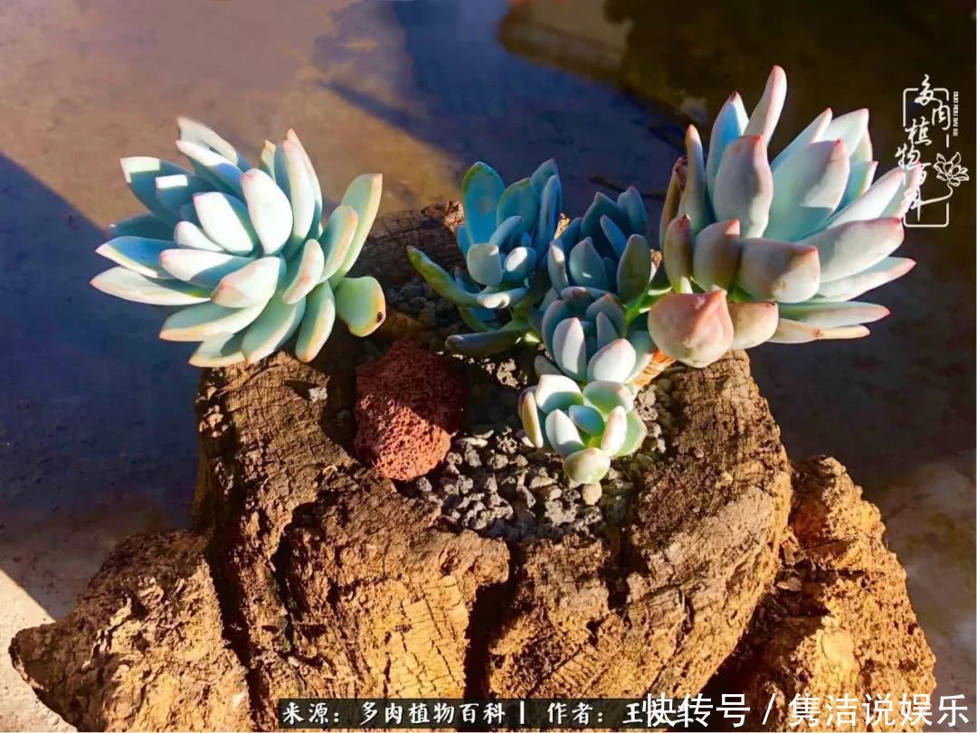 多肉遇上枯木木花盆，姑娘自己造！