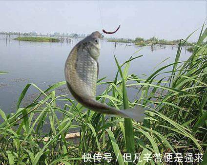 水域|淡水鱼死也逃不掉的3大规律，爱钓鱼的友友记准了，很容易爆护