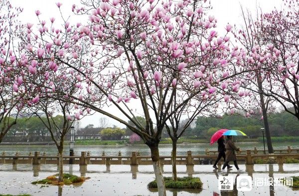 江苏苏州春花雨中绽放显别样韵味