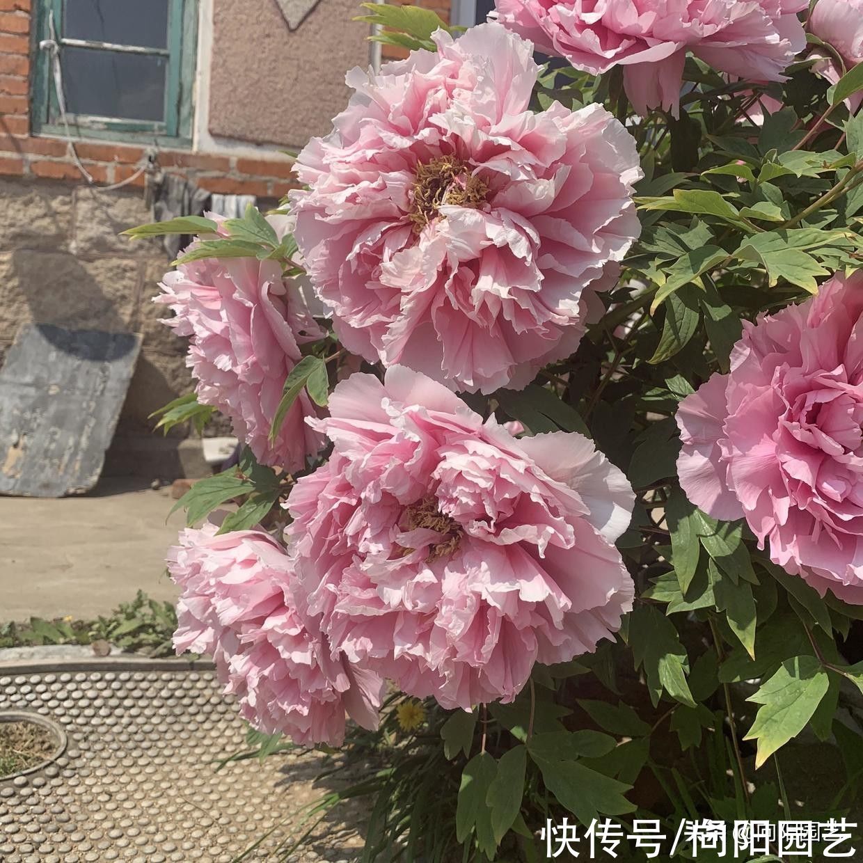 牡丹，芍药不开花，是你种错了，到了秋天，挖出来重新种一遍