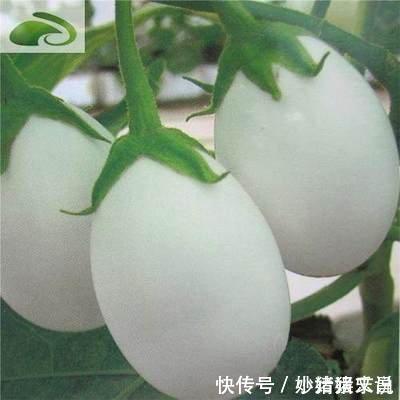 阳台|婆婆在阳台种“鸡蛋”，1盆能结“30个”，全家够吃，邻居太羡慕