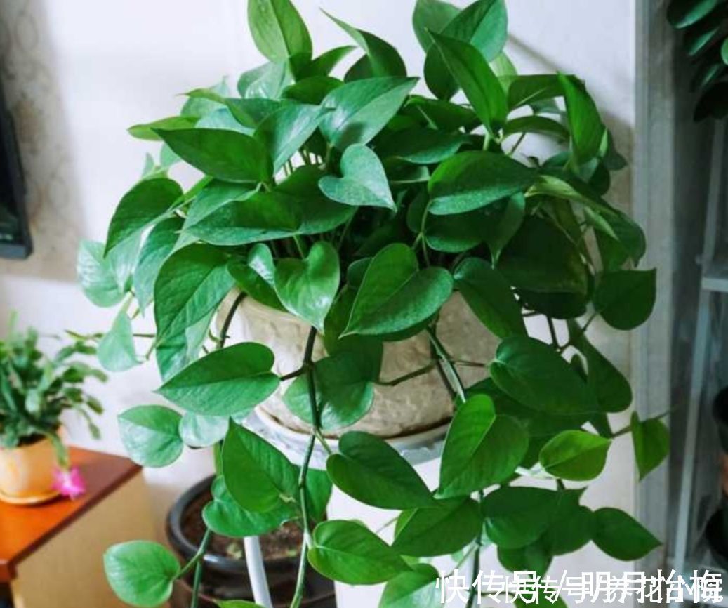 黄叶|朋友看到我养绿萝,让我赶紧扔掉,理由是“一棵绿萝藏七个鬼”