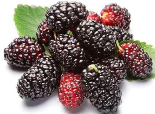 西梅|女人应多吃水果,常吃10种水果能帮你抗衰老,吃得越多越年轻