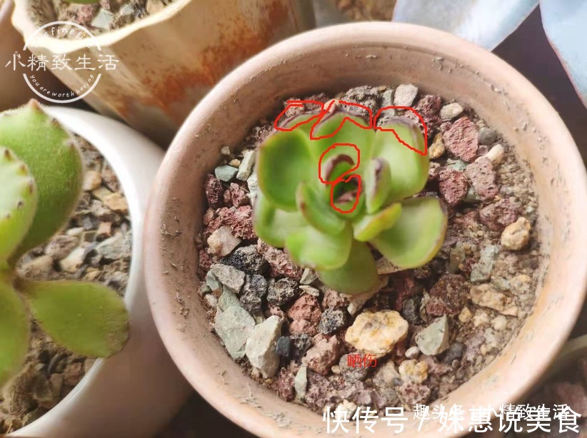 阳台党|多肉阳台党度夏总结,收拾空盆,亡羊补牢,明年再战