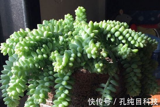 瀑布|5款好养又漂亮的多肉,一养就爆盆,爆成肉瀑布,比绿萝还好养