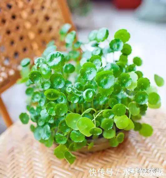 匍匐茎|5种花丢水里就活，每周加点水，简简单单轻松爆盆！