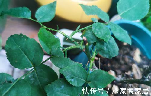 月季僵苗了怎么办，现在的温度月季能重剪吗，敢拼一下吗