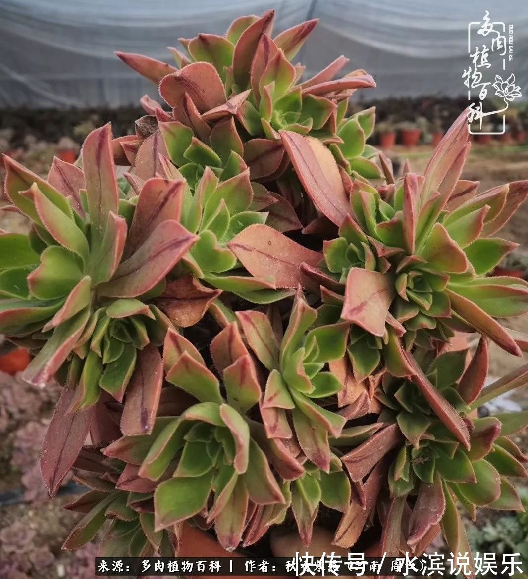 红铜壶|多肉千万种,我独爱法师!爱它的霸气,更爱它的华丽蜕变!