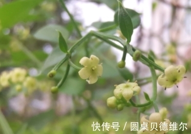 根茎|它根茎上长满了倒刺,花小而多似满天繁星,请重视