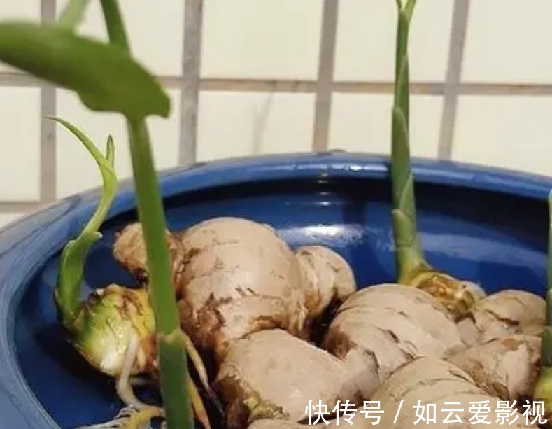 晾晒|吃不完的老姜这么一盆栽,来年就能收获新姜,平时堪当驱蚊剂