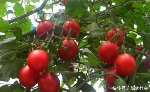 美容養(yǎng)顏|女性到了中年,幾種食物離不開(kāi),美容養(yǎng)顏,延緩衰老,呵護(hù)肌膚