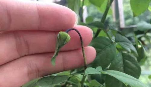茉莉月季花苞没开就掉光现在按这法子救,花苞重新挂满枝