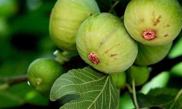 牛油果|想长寿先排毒，常吃3种食物，排毒减肥，改善肝脏，血管更通畅