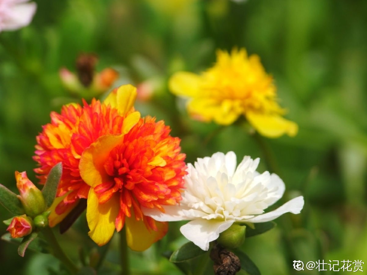 鸡蛋花|8月开得最好的9种花，养了就能开，做8月最靓的花