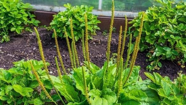 不良习惯|每天坚持喝车前草水,时间长了会有很多好处,难怪有些人不放手!