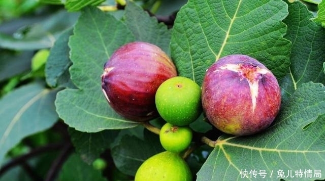 香甜|买无花果时,绿皮紫皮不重要,掌握4个小技巧,个个软糯香甜
