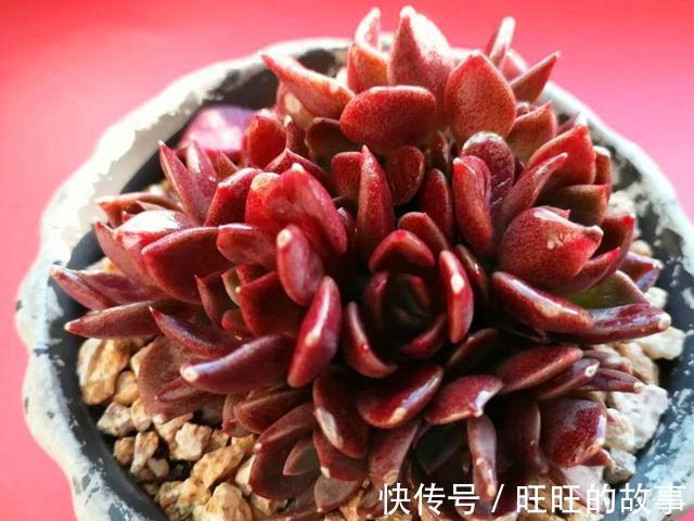 欧娜|十种多肉不但生命力顽强,还从没变丑过,让人怎能不爱