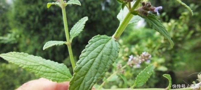 農(nóng)村最受追捧的5種中草藥，你認(rèn)識(shí)幾種？認(rèn)識(shí)3種以上的就厲害了