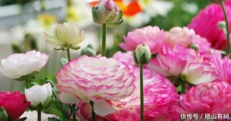 4种花养家里,事业蒸蒸日上,从年头旺到年尾,红火财运到!