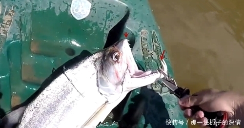 锋利|以为是白鲢鱼,看到鱼的牙齿很锋利就知道不是了,什么鱼呢?