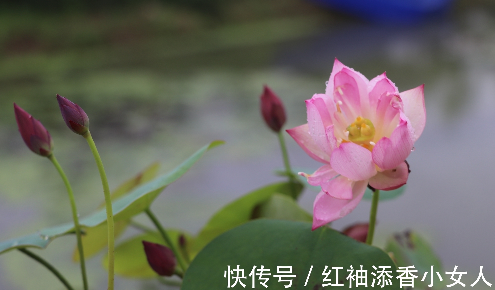 藕意|菡萏含情羞答答,莲心结藕意长长:夏日咏荷诗词六首